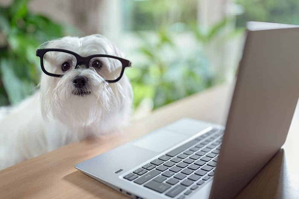 dog using search on laptop